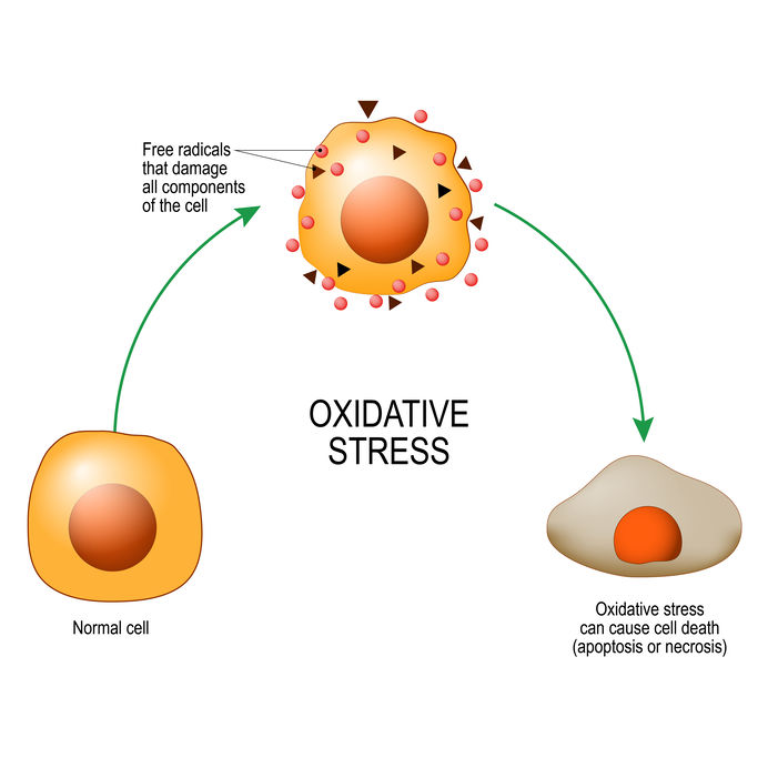 ketones prevent oxidative stress