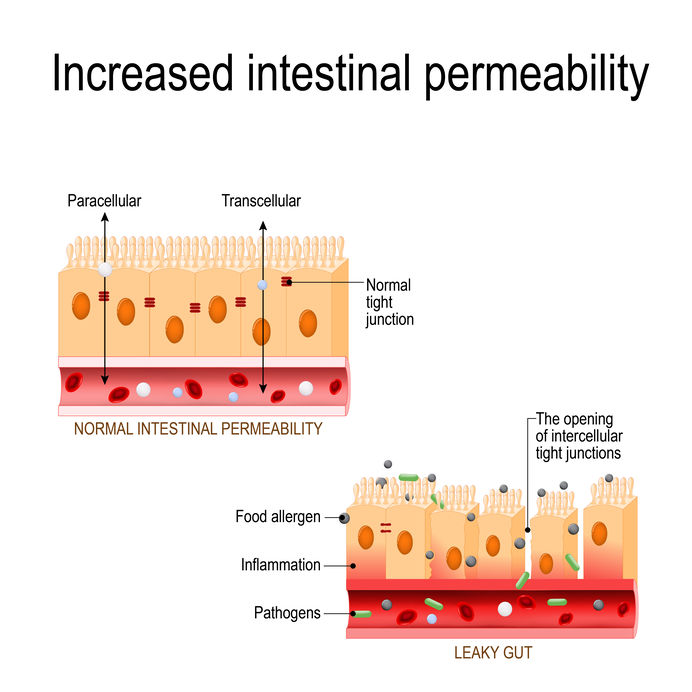 Increased intestinal permeability for collagen