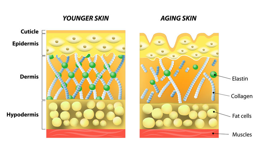 decreasing collagen in aging skin 