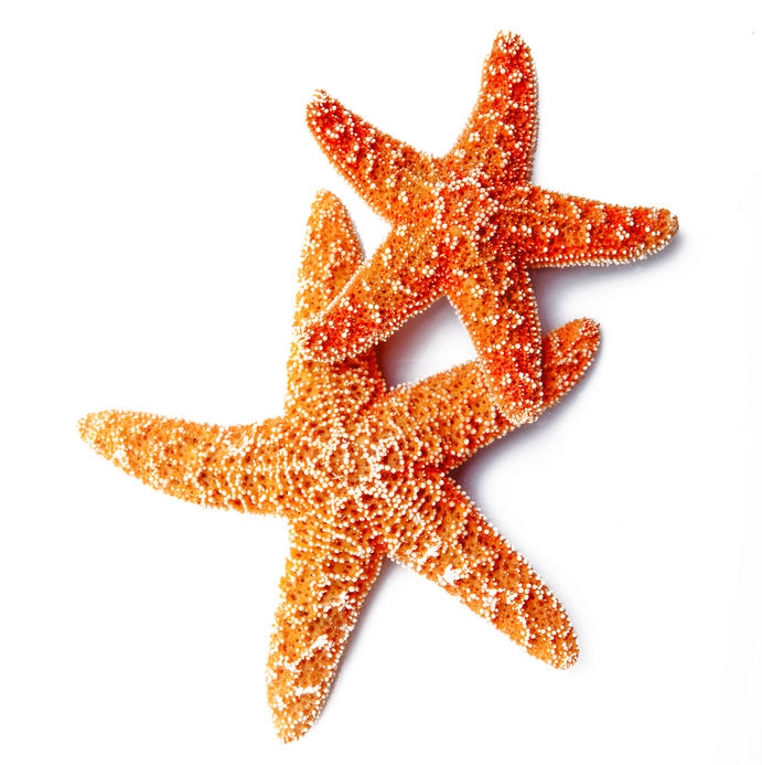 Marine collagen sourced from starfish.
