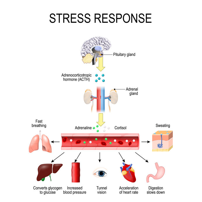 Your body's response to stress may be hampering your keto diet.