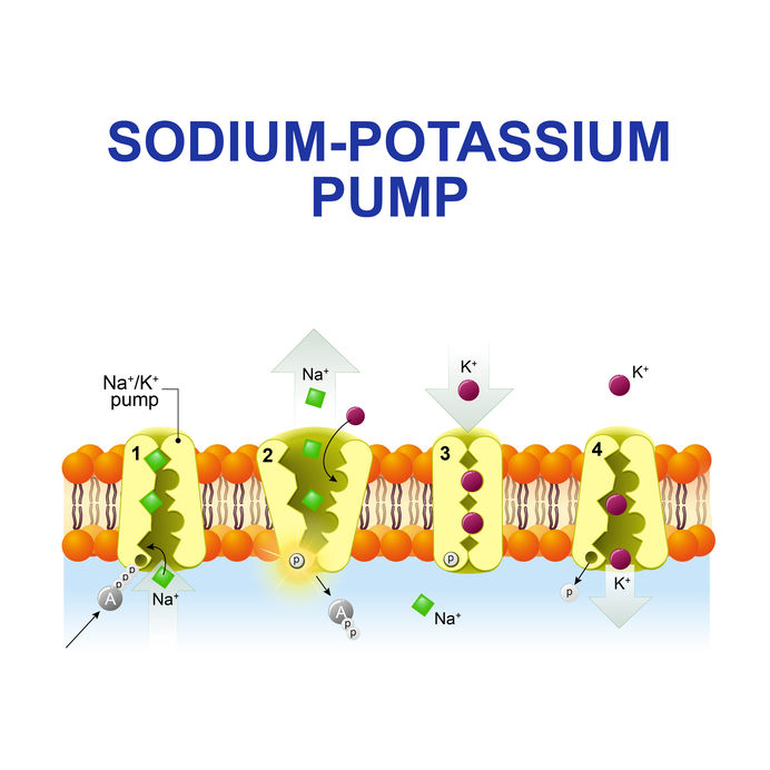 Keto weight loss pills with potassium are essential for the sodium-potassium pump in the body.