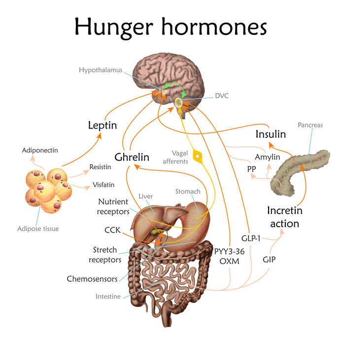 Appetite and hunger hormones diagram.