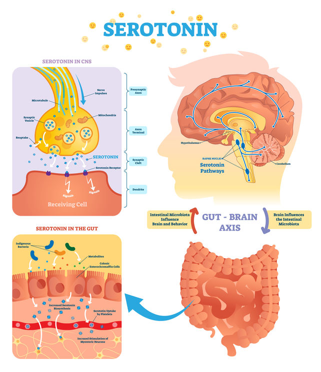 Garcinia Cambogia reduces appetite.