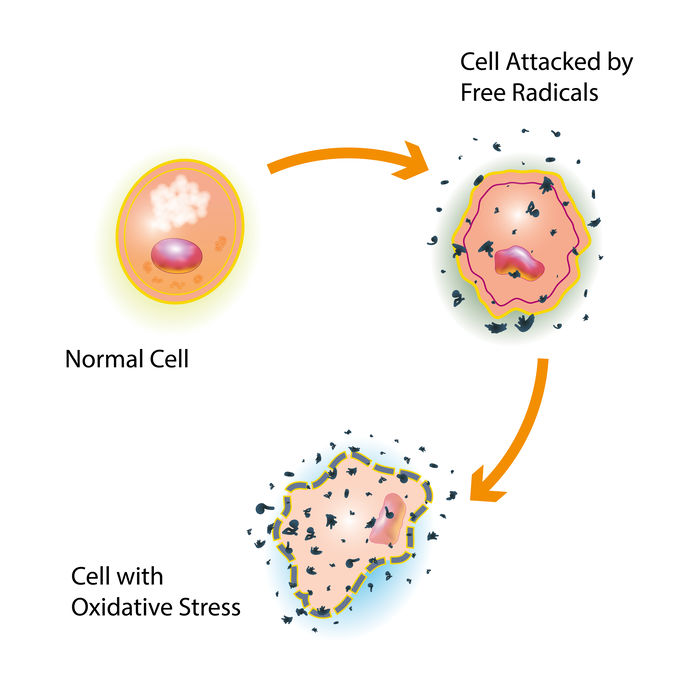 Avoid Oxidative stress of a healthy cell caused by an attack of free radicals by going on the keto diet.