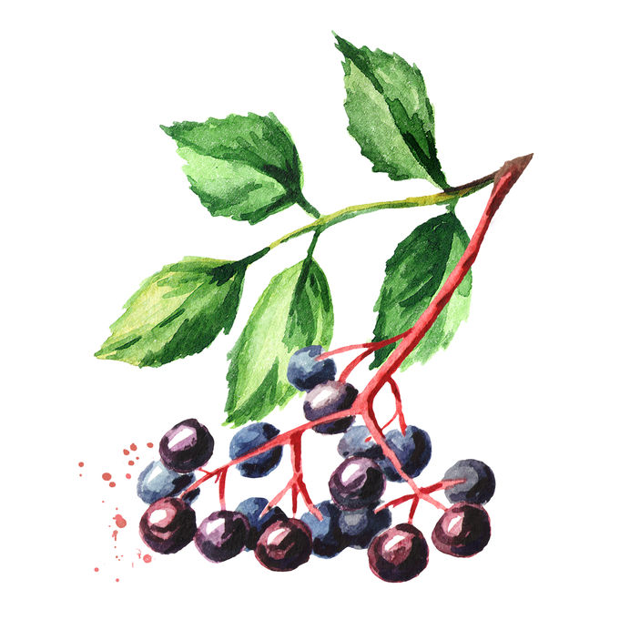 Elderberry representation