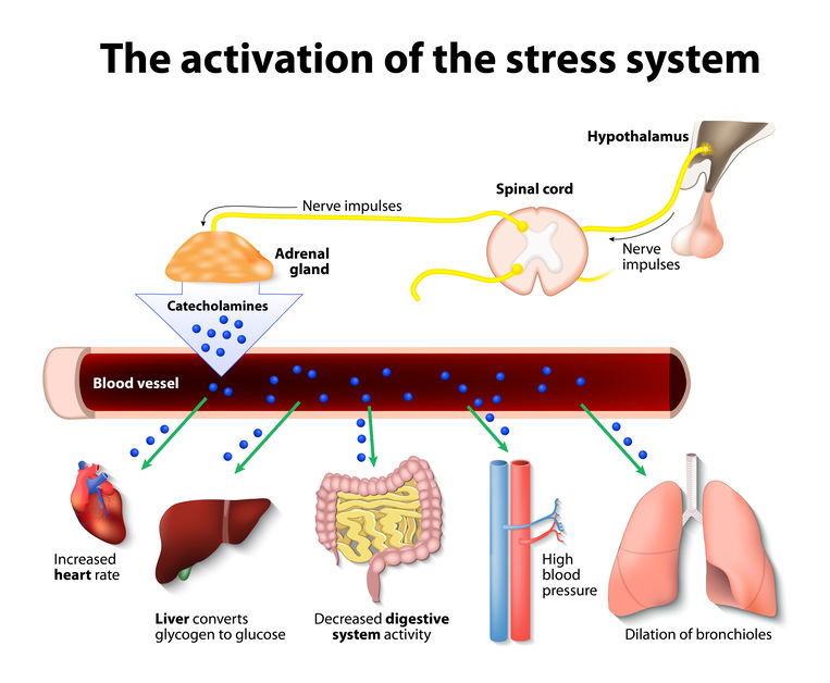 Taking a nutritional supplement during times of stress.