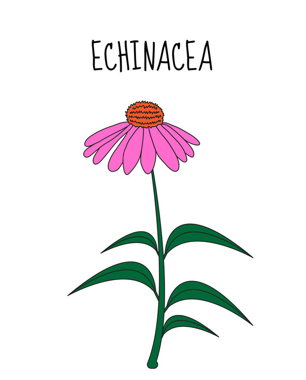  Medicinal plant Echinacea with antiviral properties.