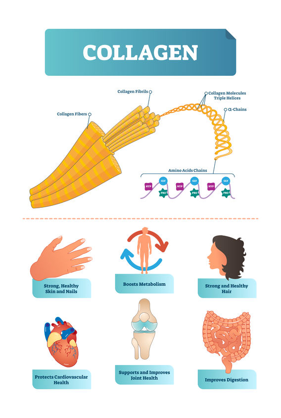 The roles of collagen in the body