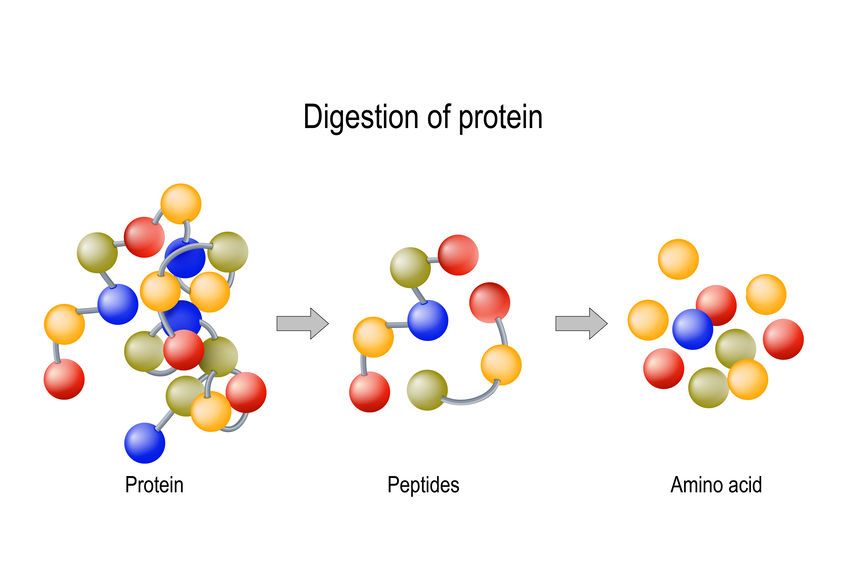 Fish collagen is broken down 1.5 times faster than bovine collagen.