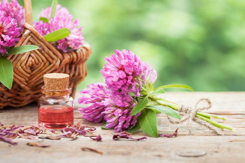 Red Clover is found in Approved Science® Testosterone Booster.