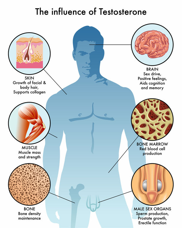 How does low testosterone levels affect the body?