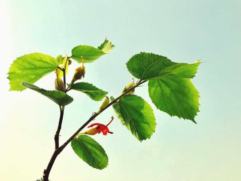 Gymnema Sylvestre is an excellent non stimulant appetite suppression.