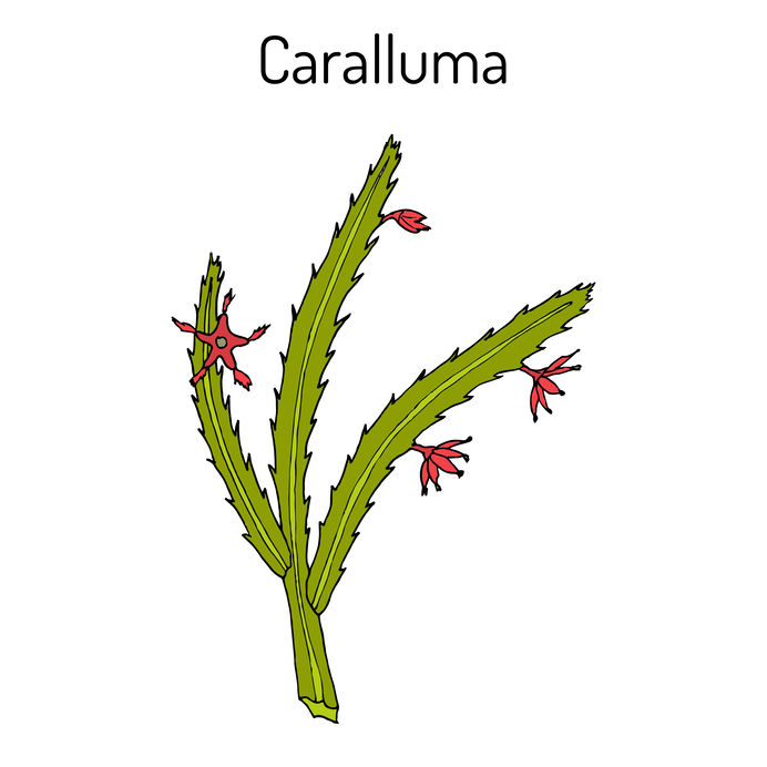 Caralluma Fimbriata helps to suppress appetite.