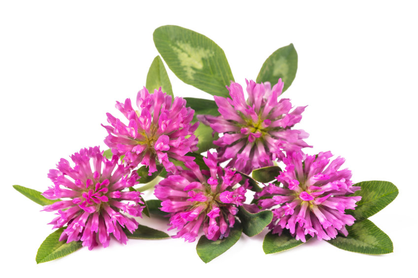 Red Clover - The Best Ingredients To Look For In Hot Flash Tablets