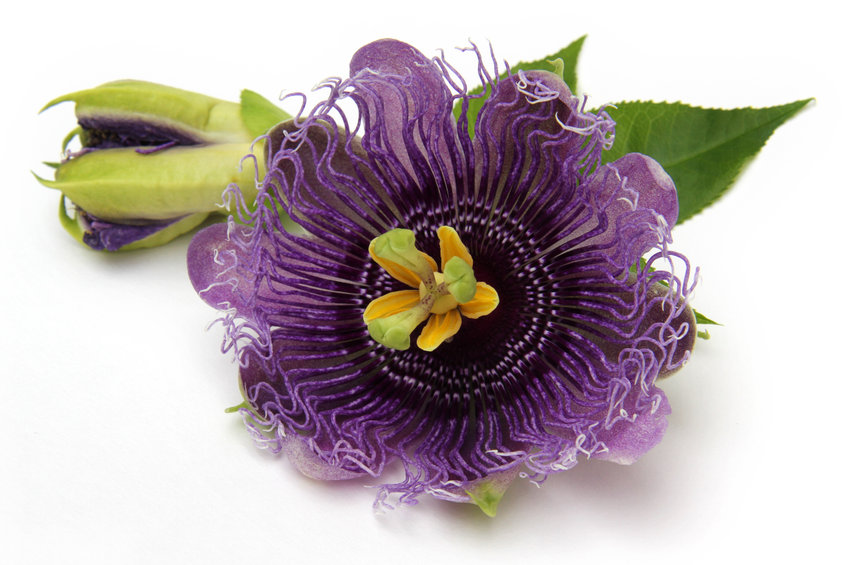 Passiflora Extract - The Best Ingredients To Look For In Hot Flash Tablets