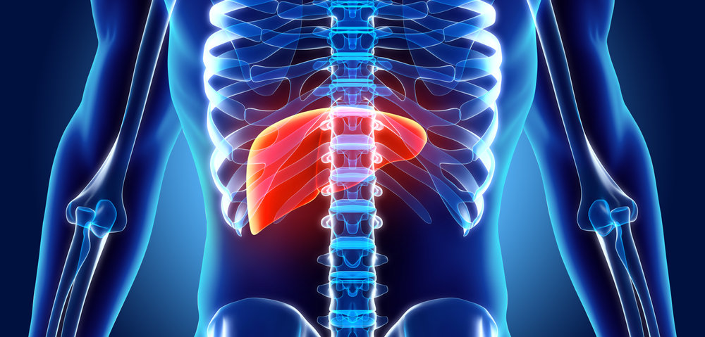 3D illustration of Liver