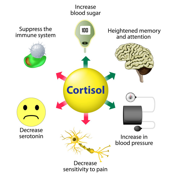 Cortisol Functions. Cortisol is released in response to stress and low blood-glucose concentration.