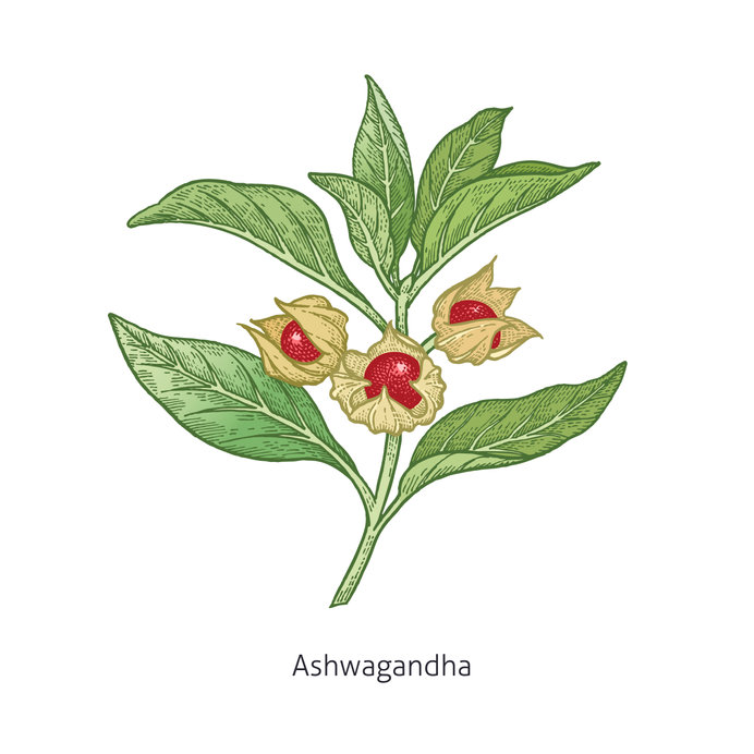 Ashwagandha is a crucial part of an effective adrenal support formula.