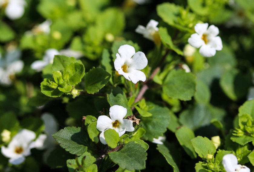 Neurexil™ ingredient review: Bacopa Monnieri.