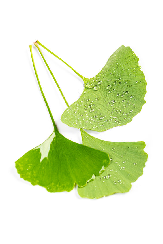 Gingko Biloba is a key ingredient in Neurexil by Approved Science.