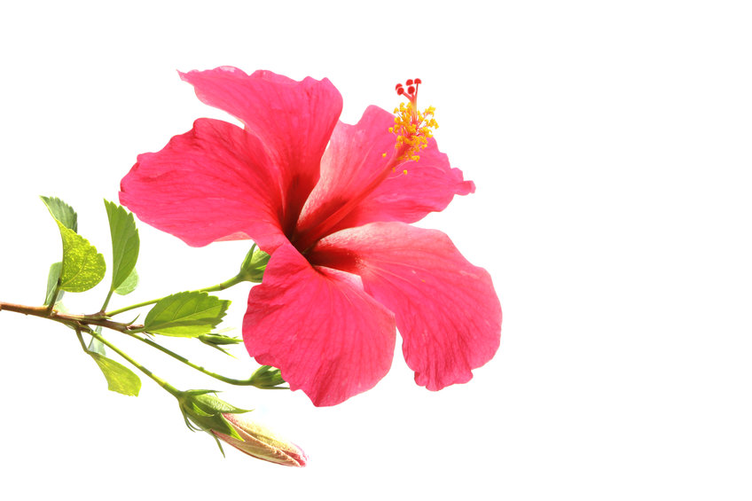 Hibiscus flowers found in Bloodsyl™ by Approved Science®