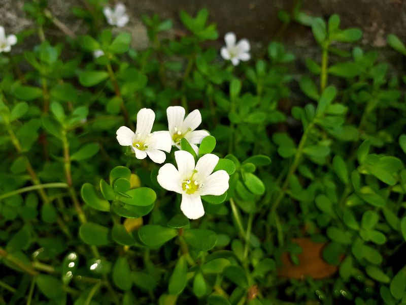 Bacopa FAQ And RAQ - Whether It's Asked Frequently Or Rarely, The Answers Are Here
