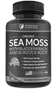 NooShield Nutraceutical Sea Moss Bottle