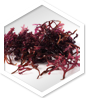 Approved Science® Irish Sea Moss ingredient 1