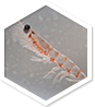 Approved Science® Krill Oil ingredient 1