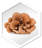 Approved Science® Mushroom Complex ingredient 4