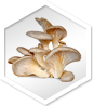 Approved Science® Mushroom Complex ingredient 7